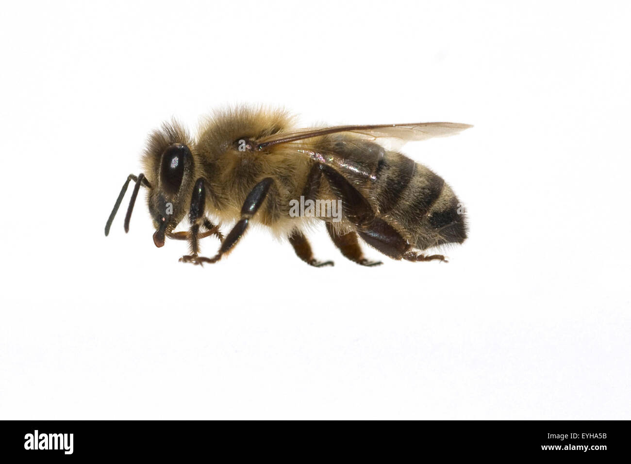 Biene; Apis; mellifera; Honigbiene; I Stock Photo