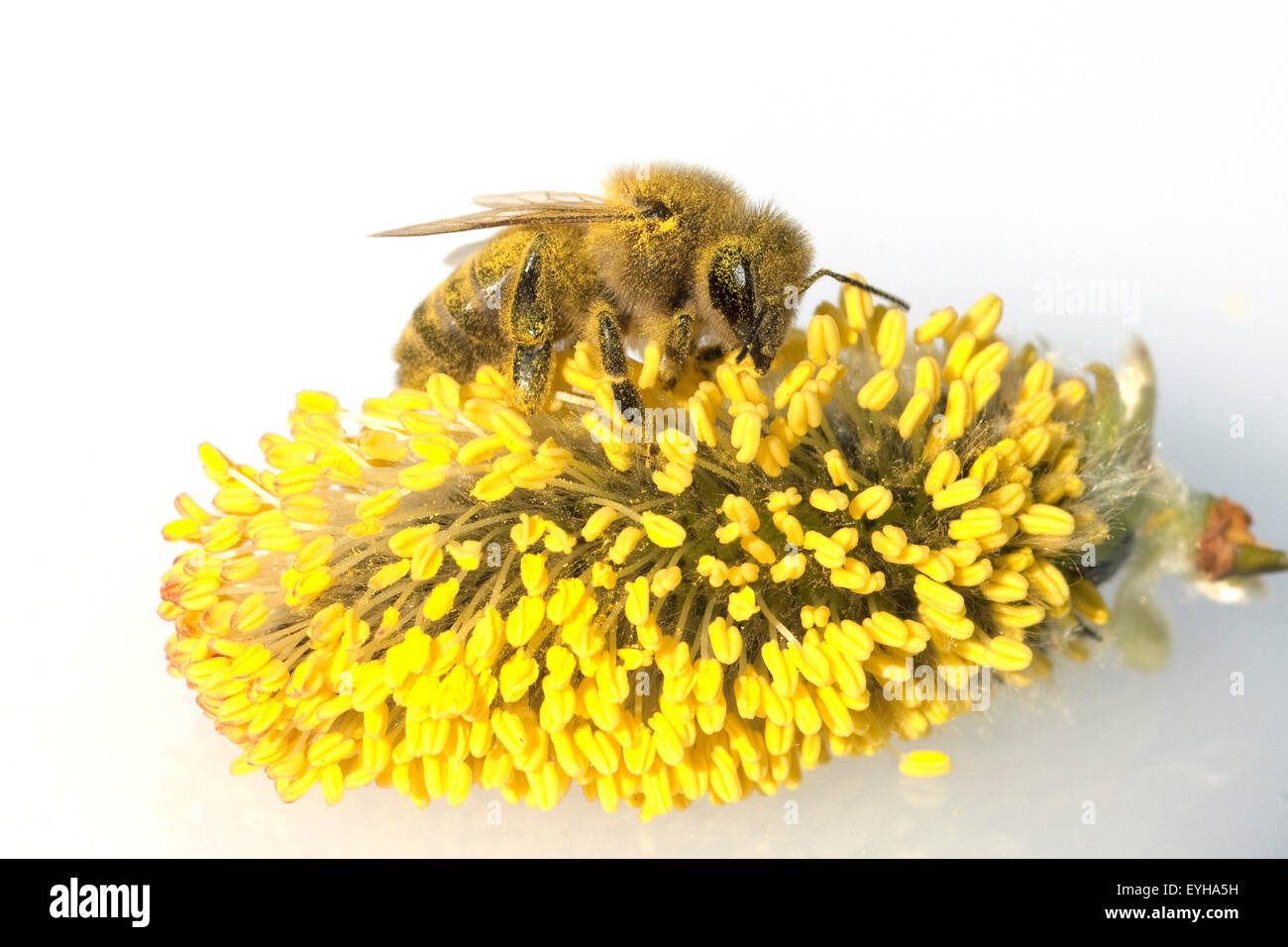 Weidenkaetzchen; Biene; Pollenhoeschen; Stock Photo