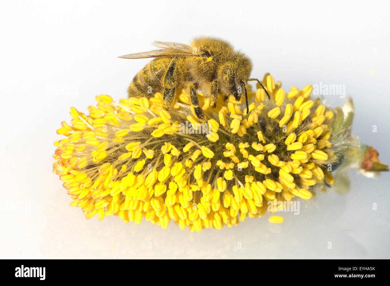 Weidenkaetzchen; Biene; Pollenhoeschen; Stock Photo