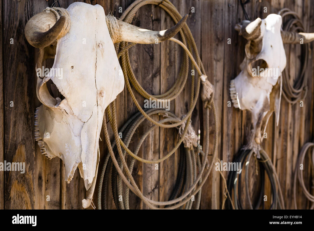 Two weathered cow skulls hang with lariats on wood fence or wall Stock Photo
