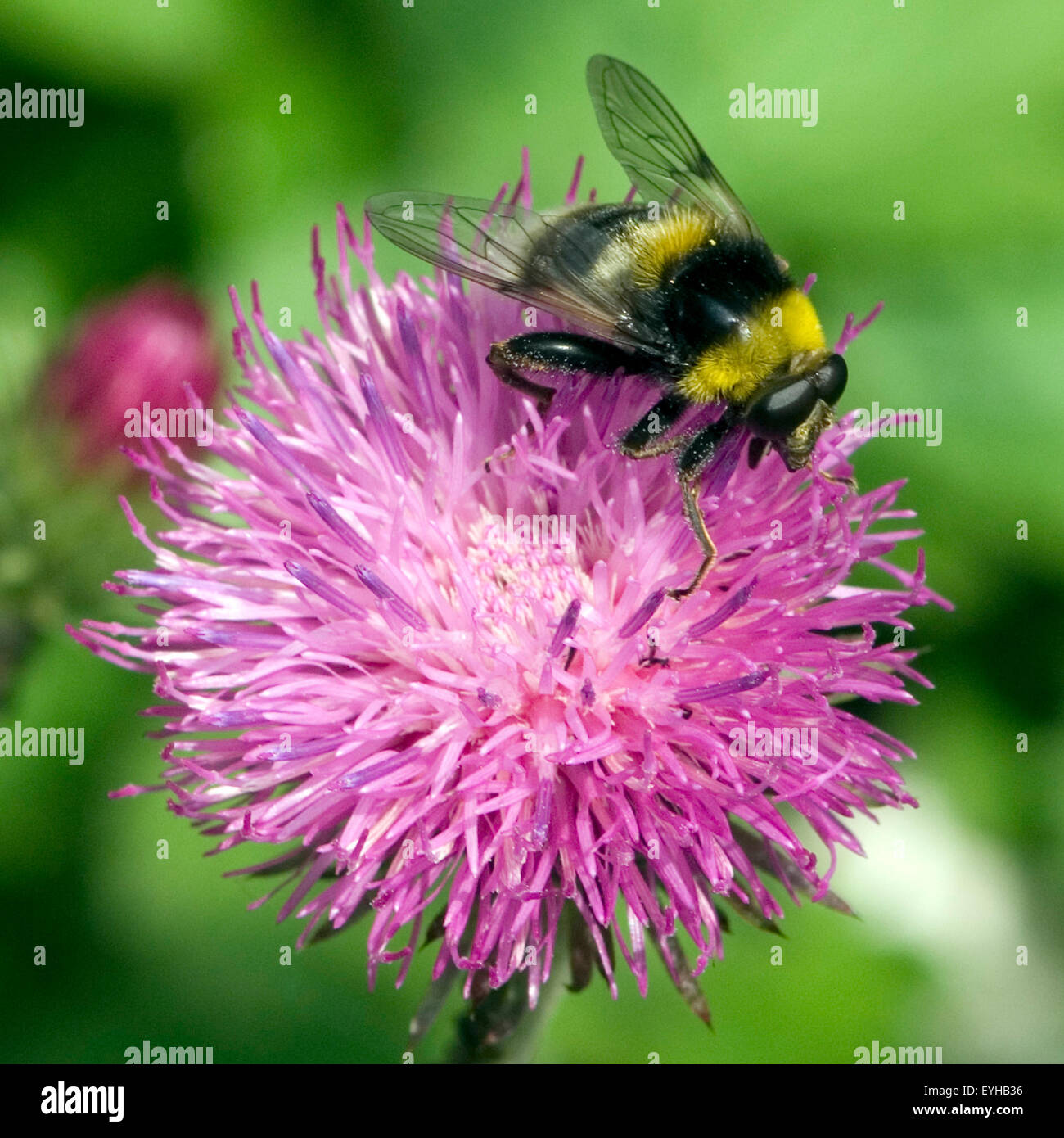 Hummel, Pollenhoeschen, Bombus; terrestris; Stock Photo
