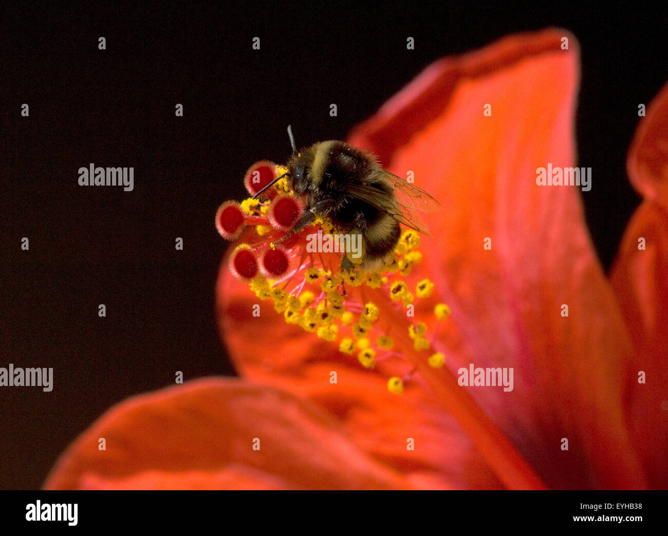 Hibiskus; Erdhummel, Bombus, terrestris, Hummeln, Stock Photo