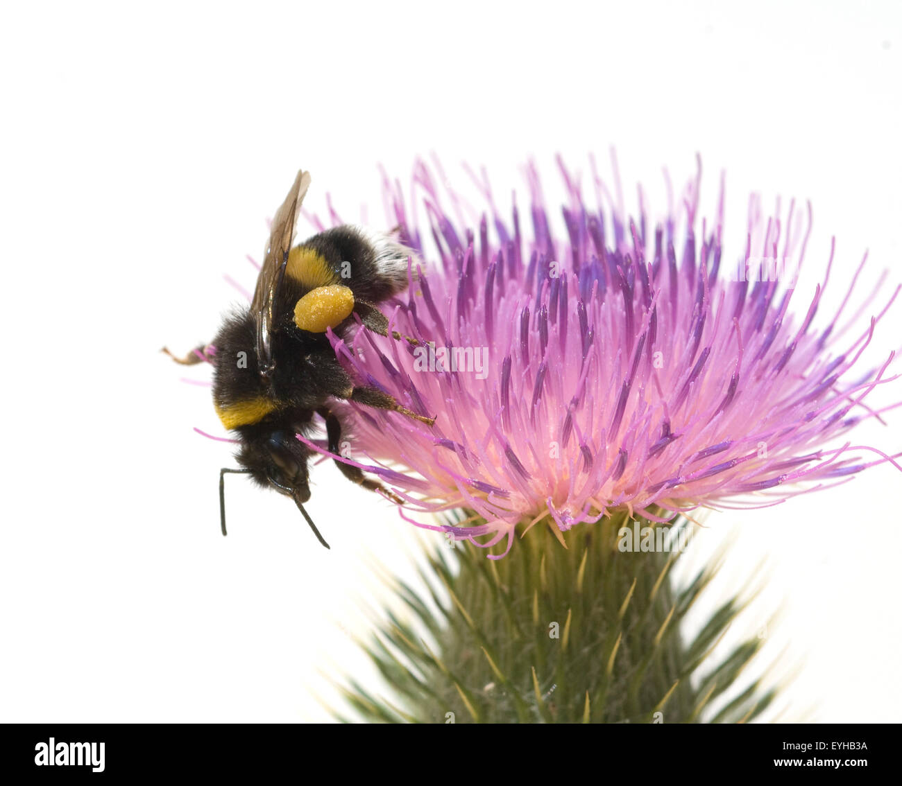 Kratzdistel; Erdhummel, Bombus, terrestris, Stock Photo