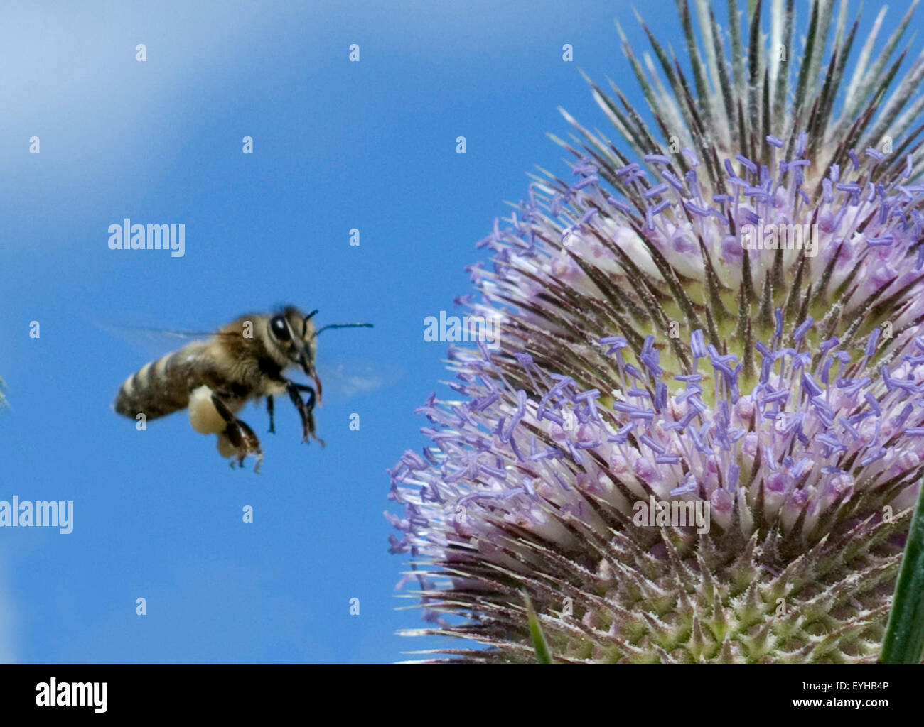 Kardendistel; Biene im Flug Stock Photo