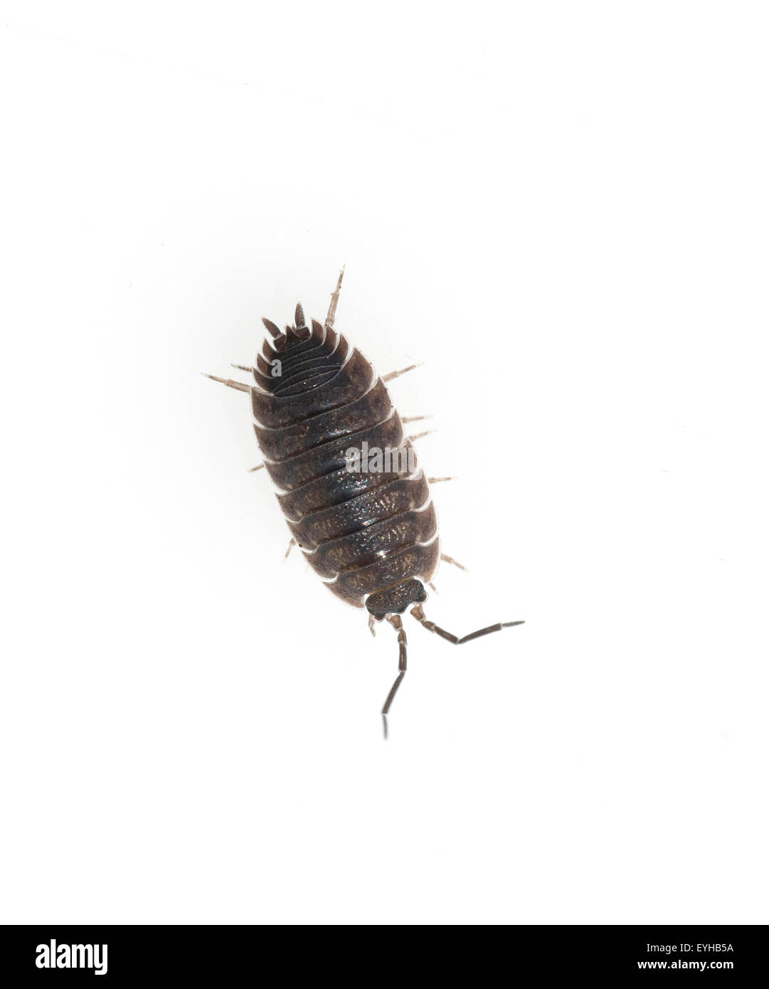 Kellerassel, Porcellio scaber, Stock Photo