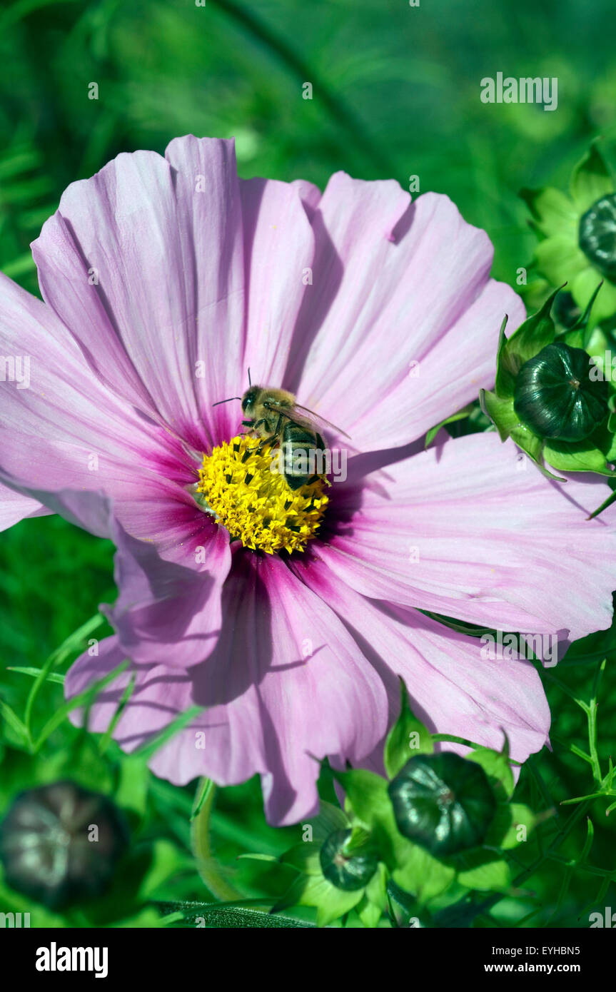Biene; Pollenhoeschen, Kosmea Stock Photo