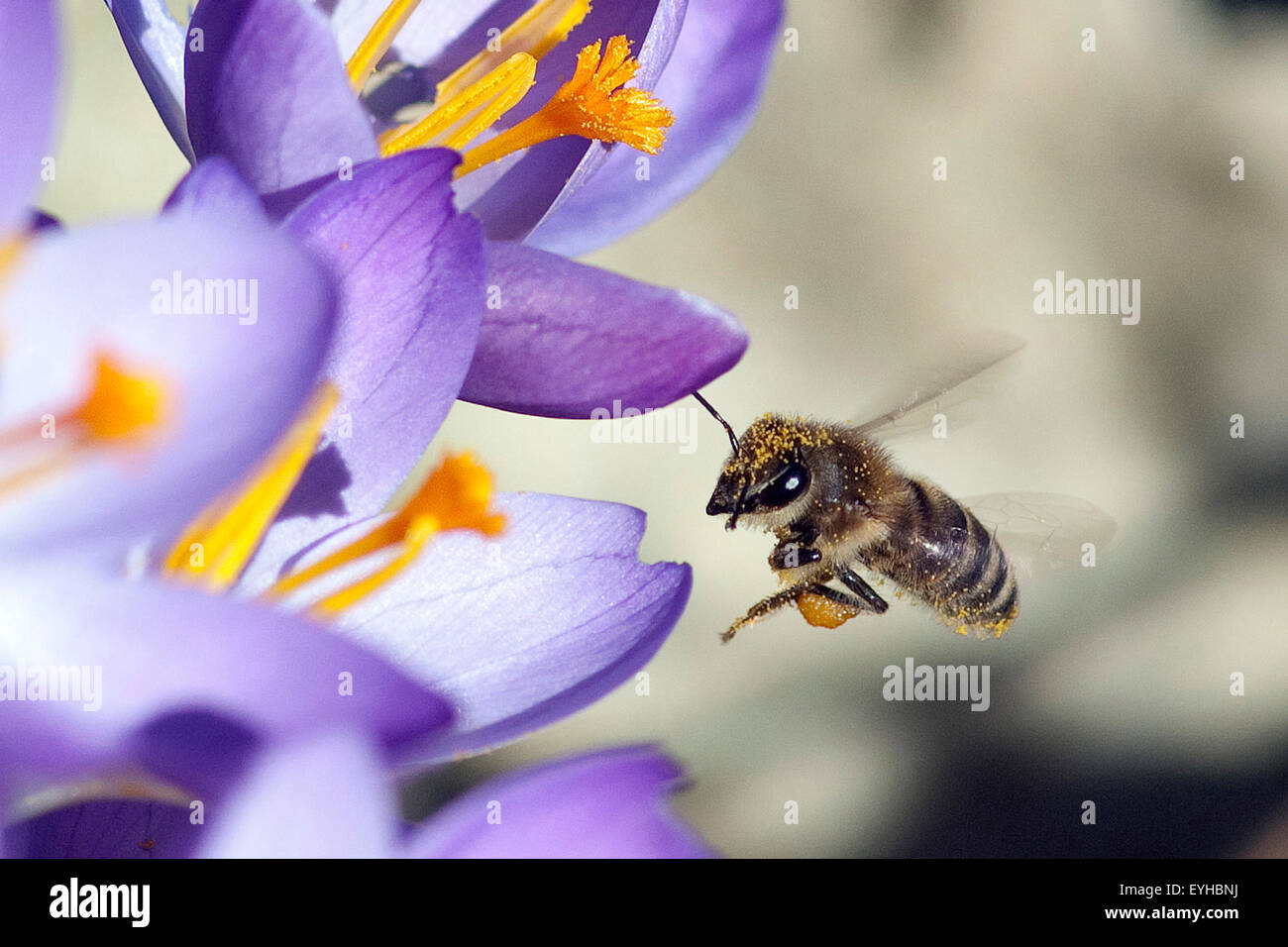 Krokus, Biene; Pollenhoeschen; Apis; mellifera; Stock Photo