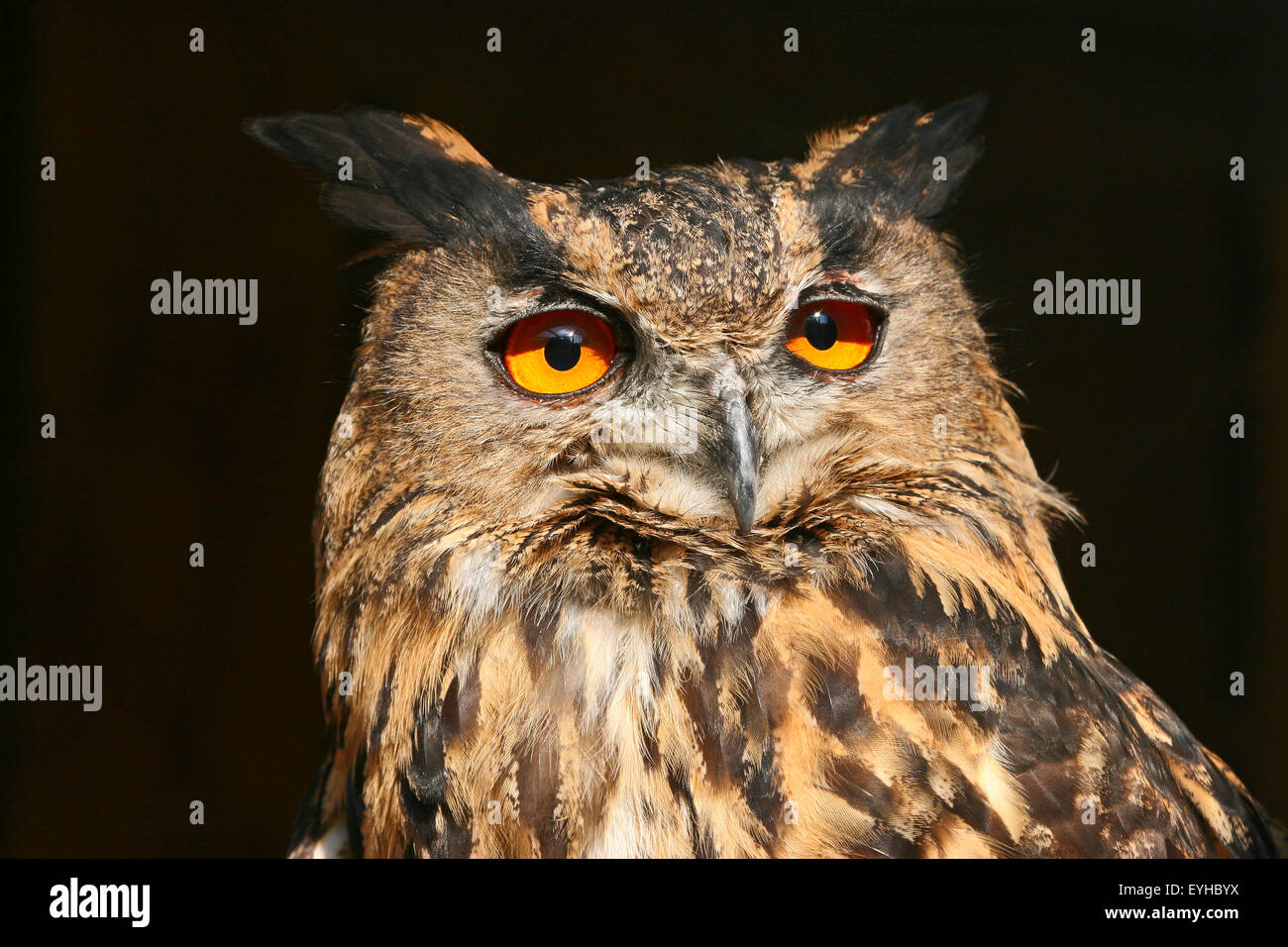 Eurasian Eagle-owl (Bubo bubo), captive, Thuringia, Germany Stock Photo