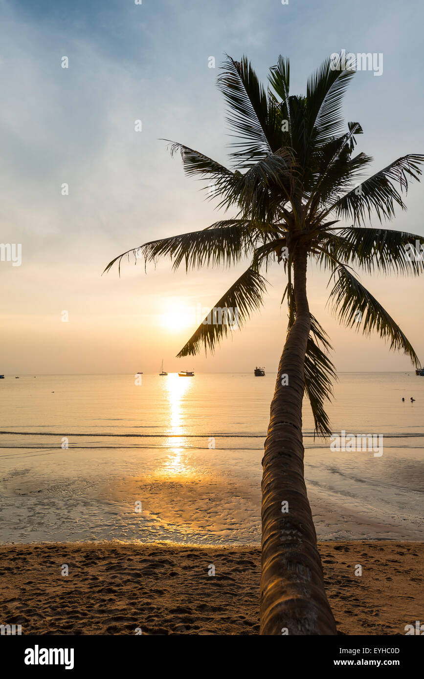 Palm tree at sunset on the beach of Koh Tao, Gulf of Thailand, Thailand Stock Photo