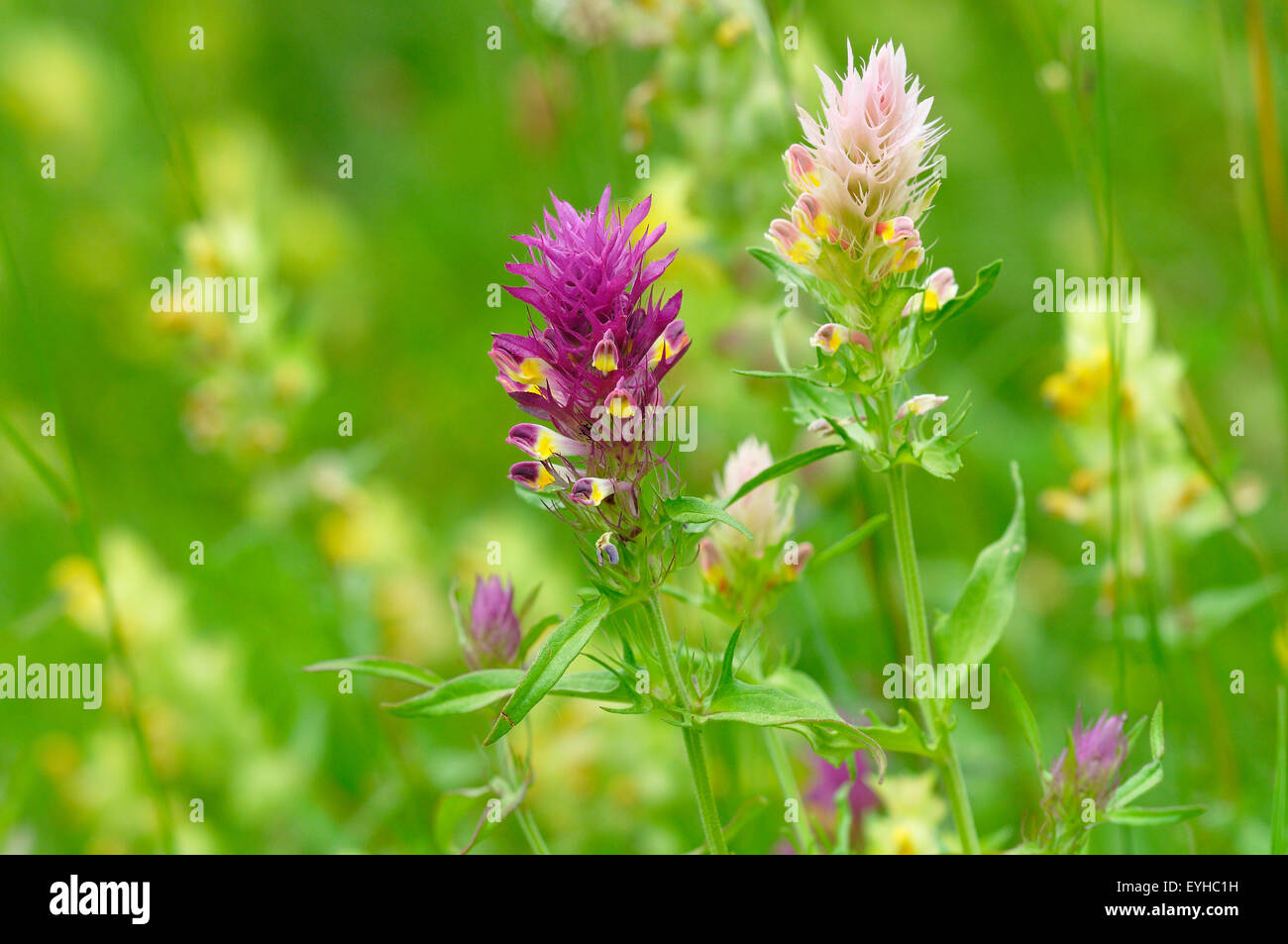Field Cow-wheat (Melampyrum arvense), with a color variant, inflorescence, Baden-Württemberg, Germany Stock Photo