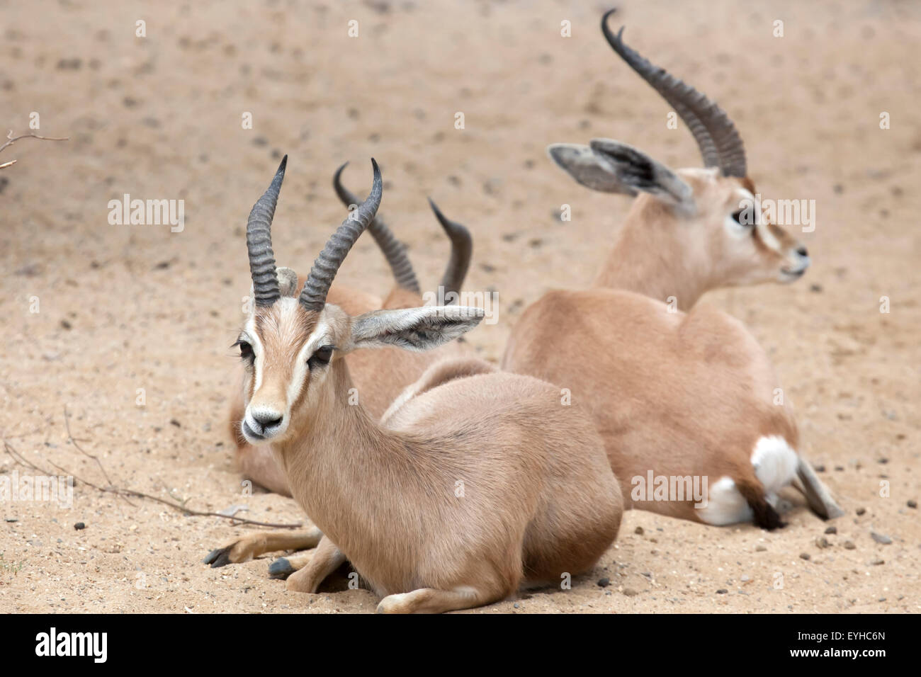 Two Dorcas Gaxelle sitting in some sand Stock Photo