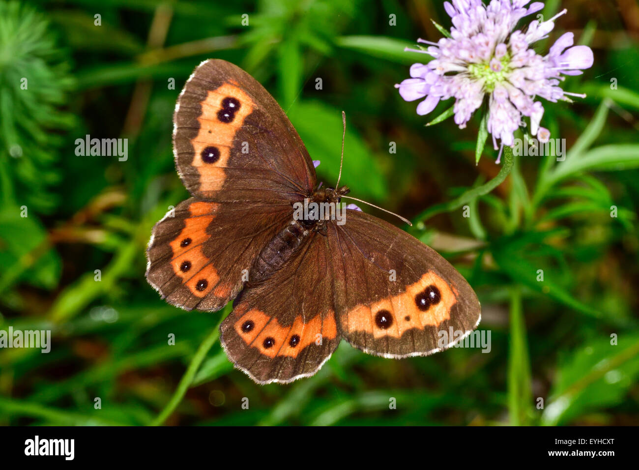 Closeup photo of the Bright-eyed Ringlet butterfly. Stock Photo