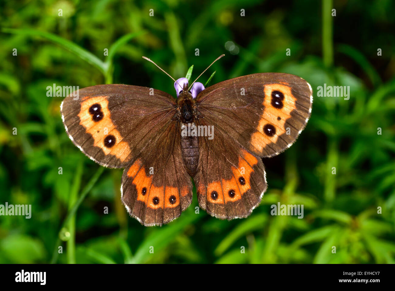 Closeup photo of the Bright-eyed Ringlet butterfly. Stock Photo