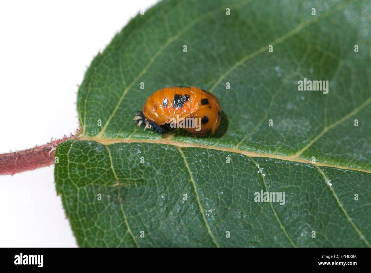 Marienkaefer larven hi-res stock photography and images - Alamy