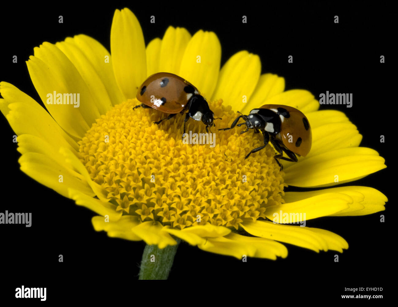 Marienkaeferarten High Resolution Stock Photography and Images - Alamy