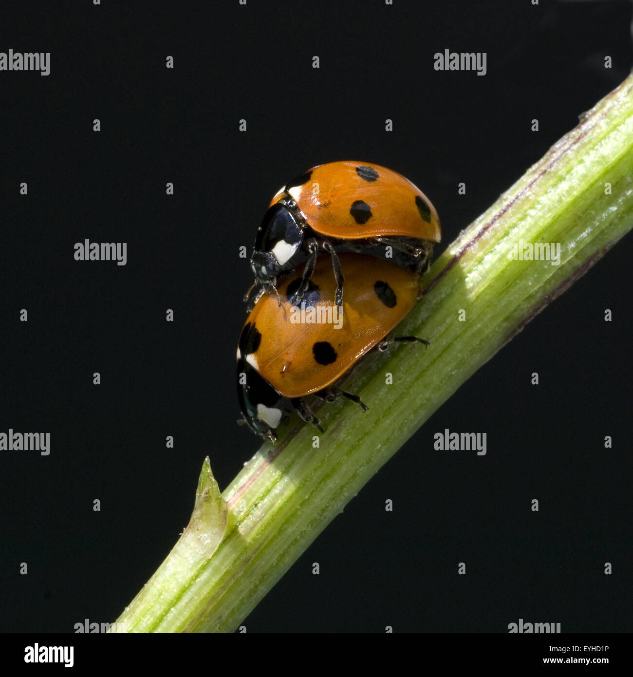 Marienkaeferarten hi-res stock photography and images - Alamy