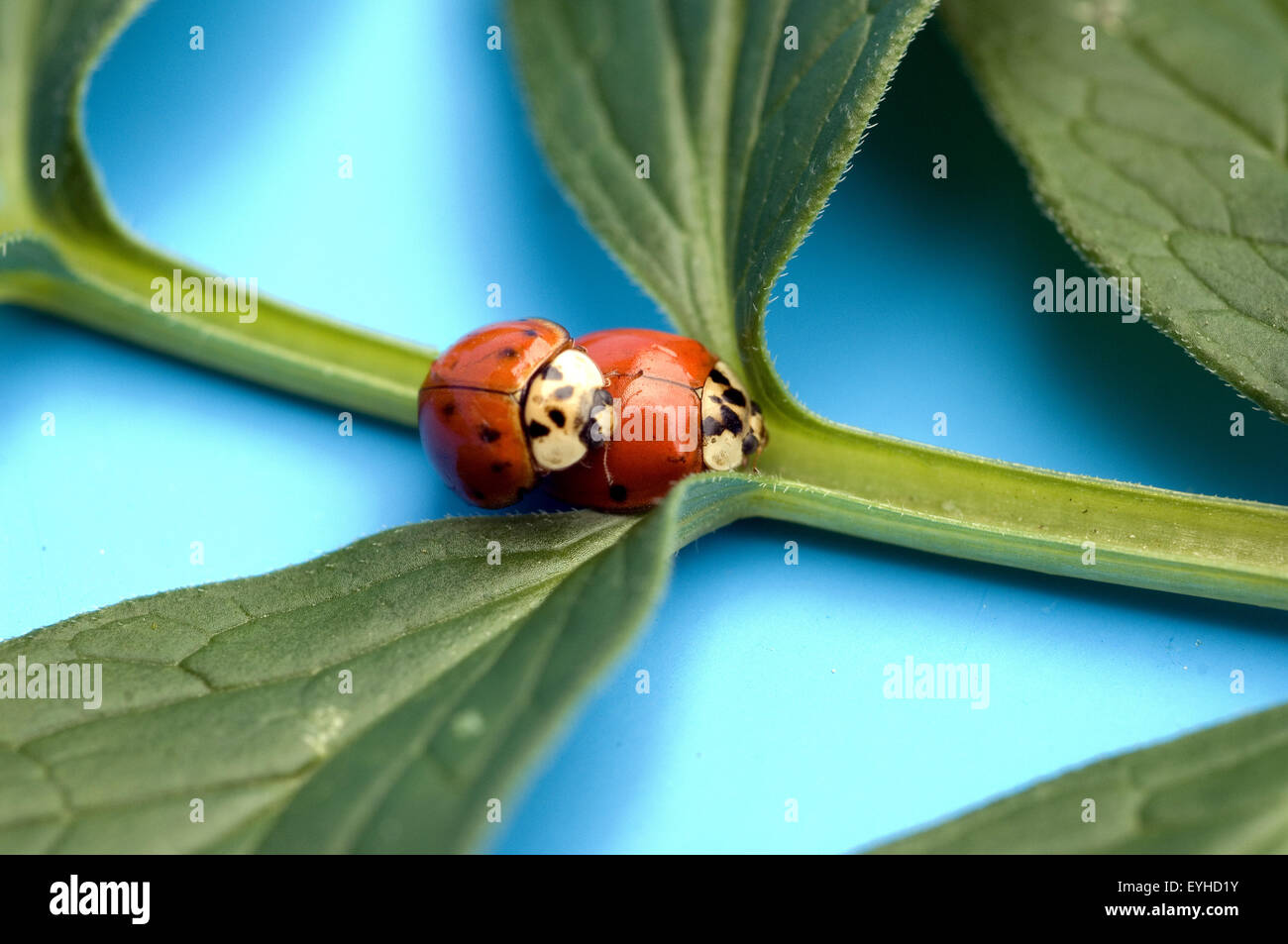 Japanischer marienkaefer hi-res stock photography and images - Alamy