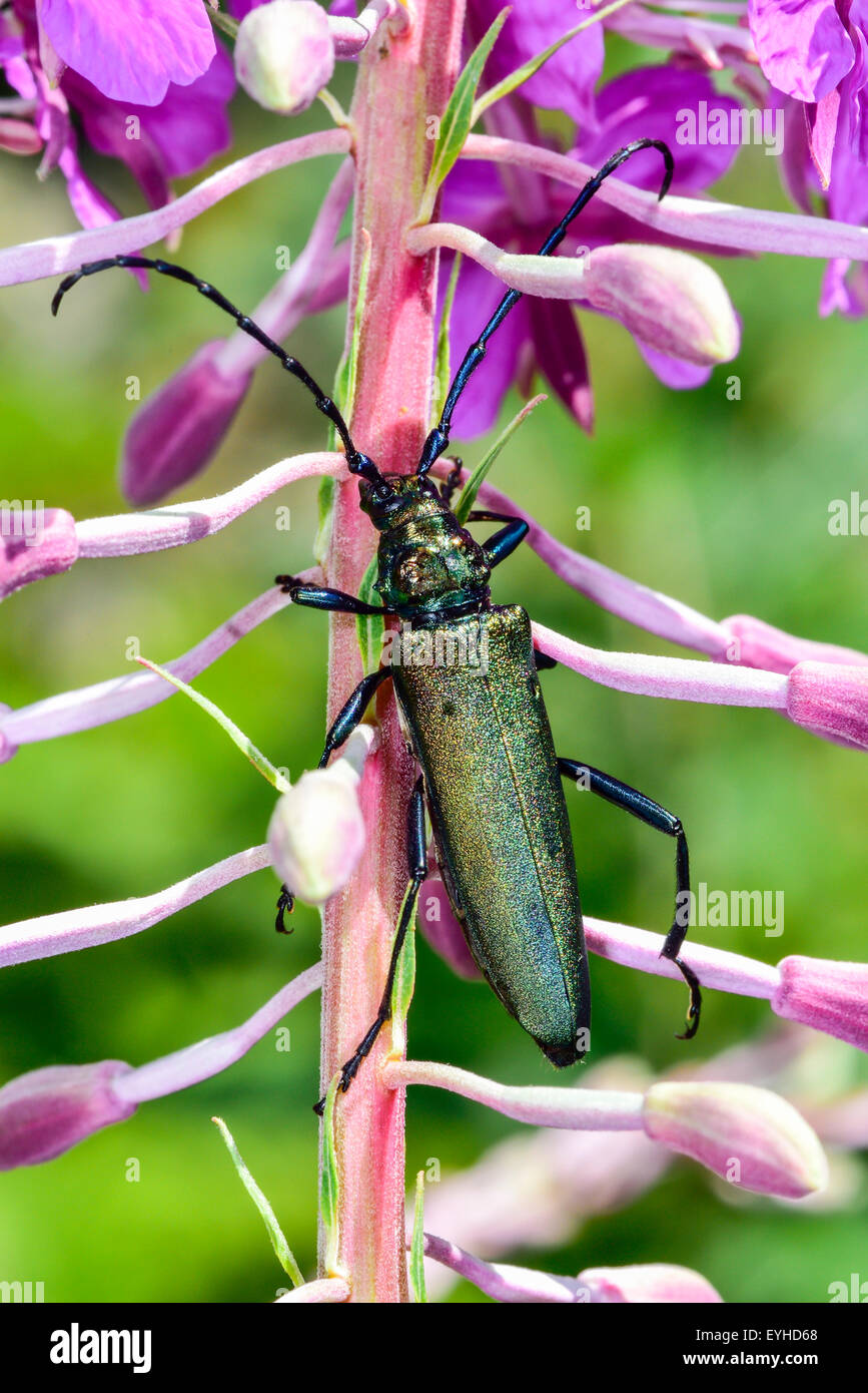 Closeup photo of the longhorn beetle on the willowherb. Stock Photo