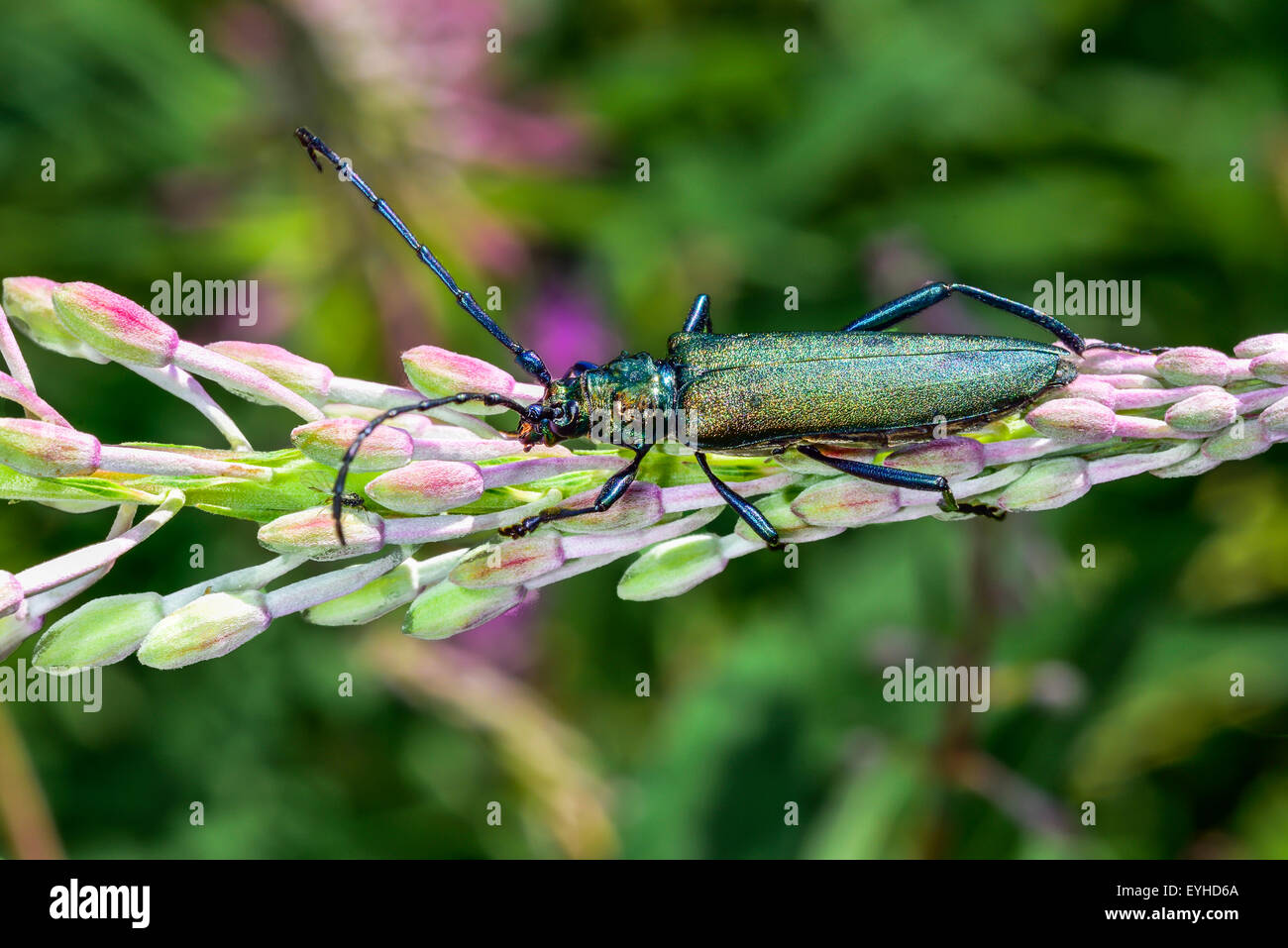 Closeup photo of the longhorn beetle on the willowherb. Stock Photo