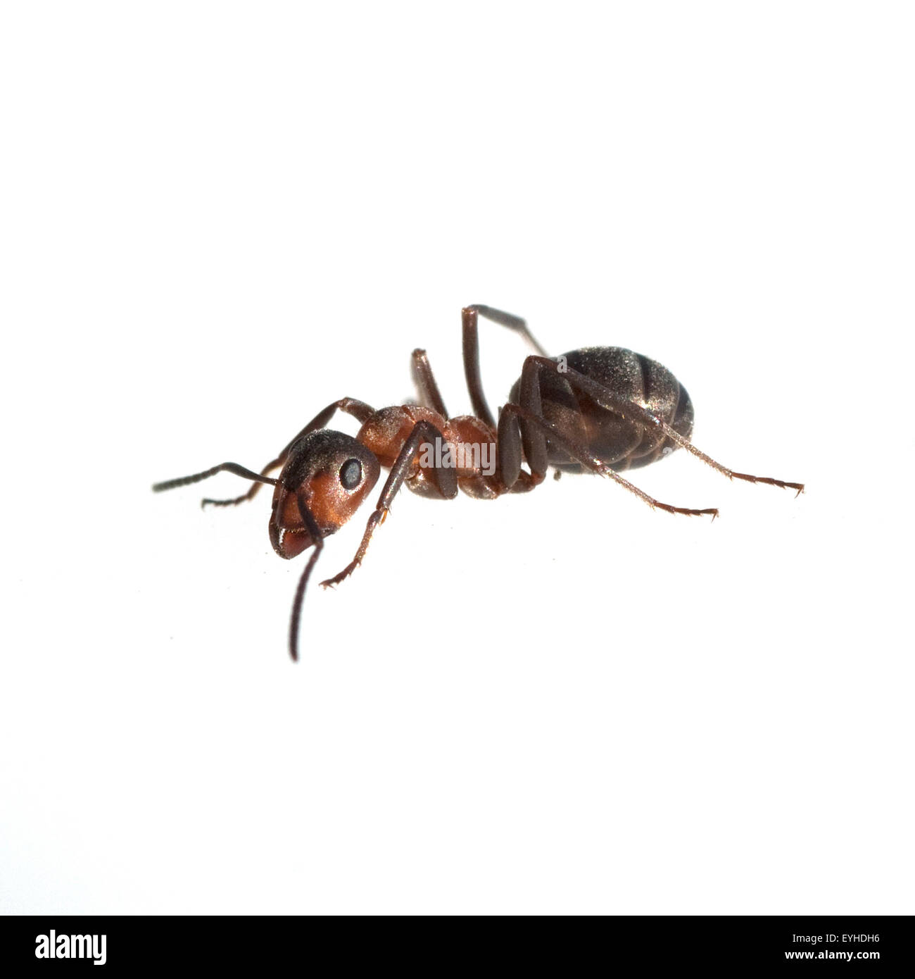 Rote; Waldameise; Fuehler; Ameise; Formica; rufa; Stock Photo