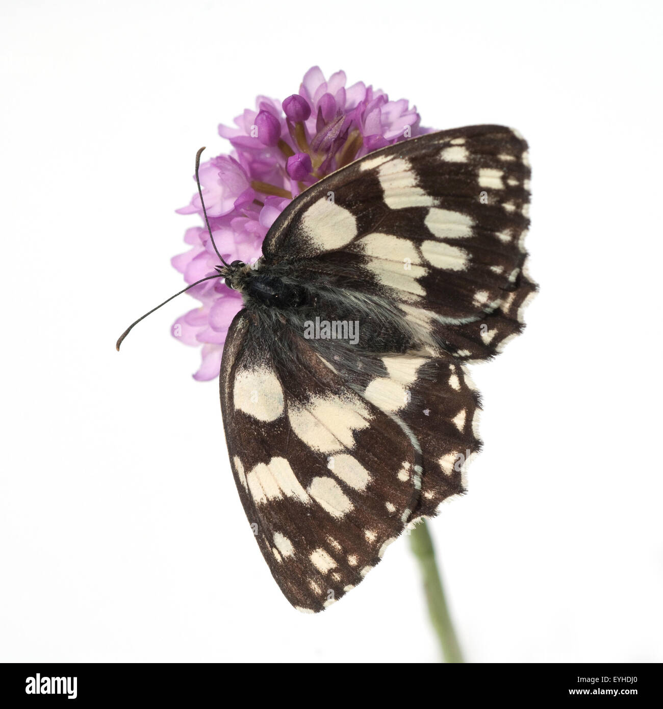 Schachbrettschmetterling, Damenbrettschmetterling, Melanargia, galathea, Stock Photo