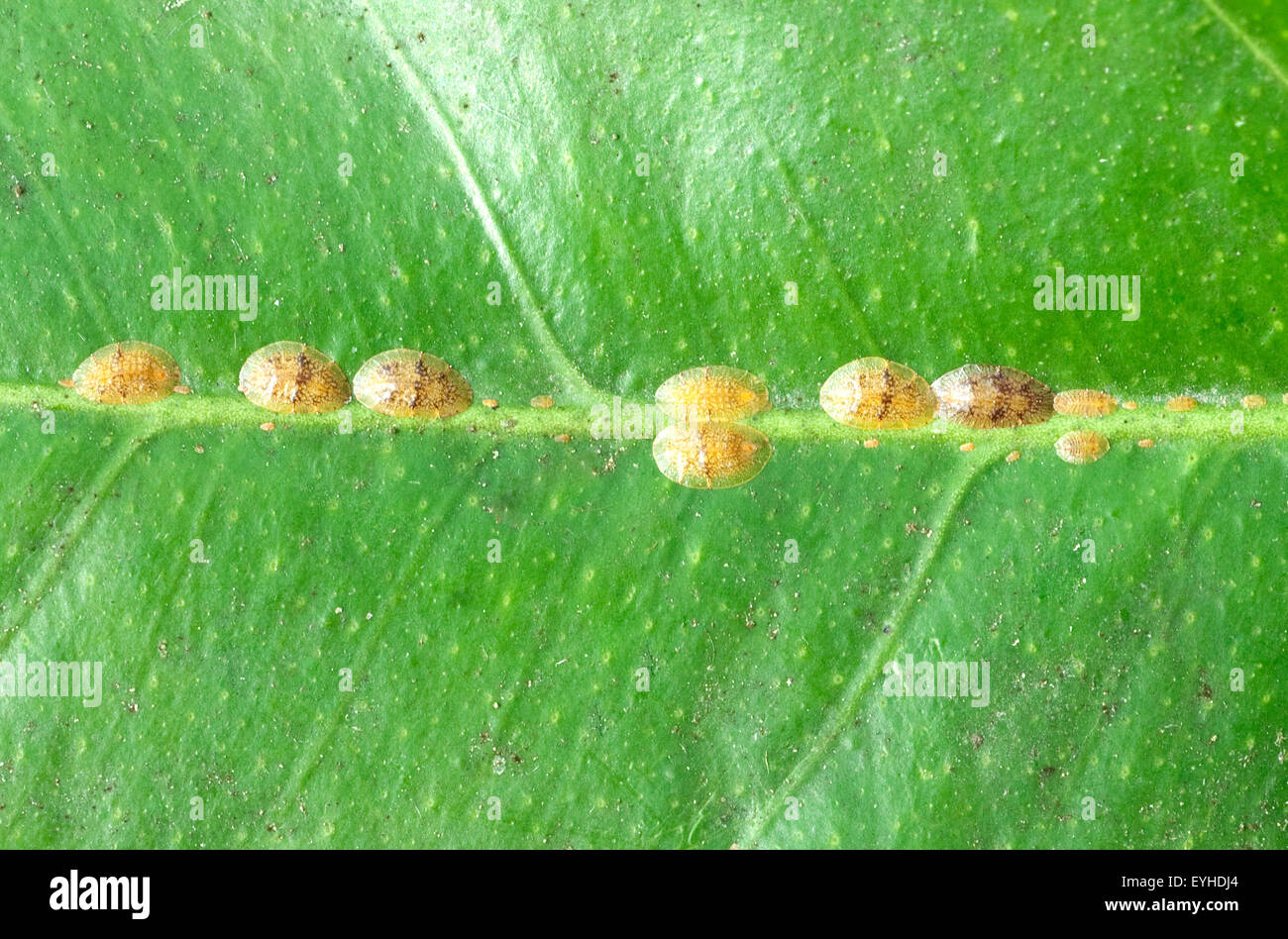 Schildlaeuse, Coccoidea, Blattlaeuse, Schaedling an Pflanzen, Stock Photo
