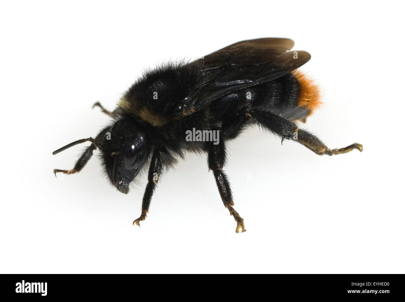 Steinhummel, Bombus lapidarius, Stock Photo