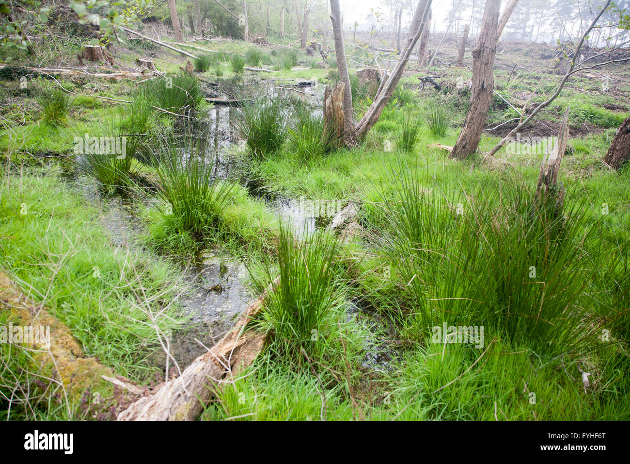 Plants of boggy land hires stock photography and images Alamy