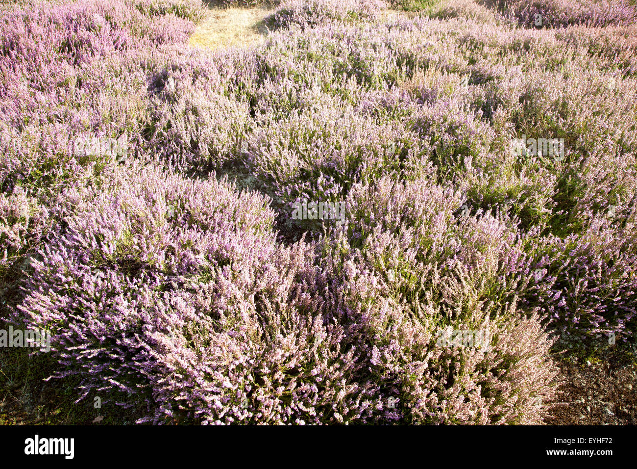 Purple flowering heather plants growing on heathland in summer, Shottisham, Suffolk, England, UK Stock Photo
