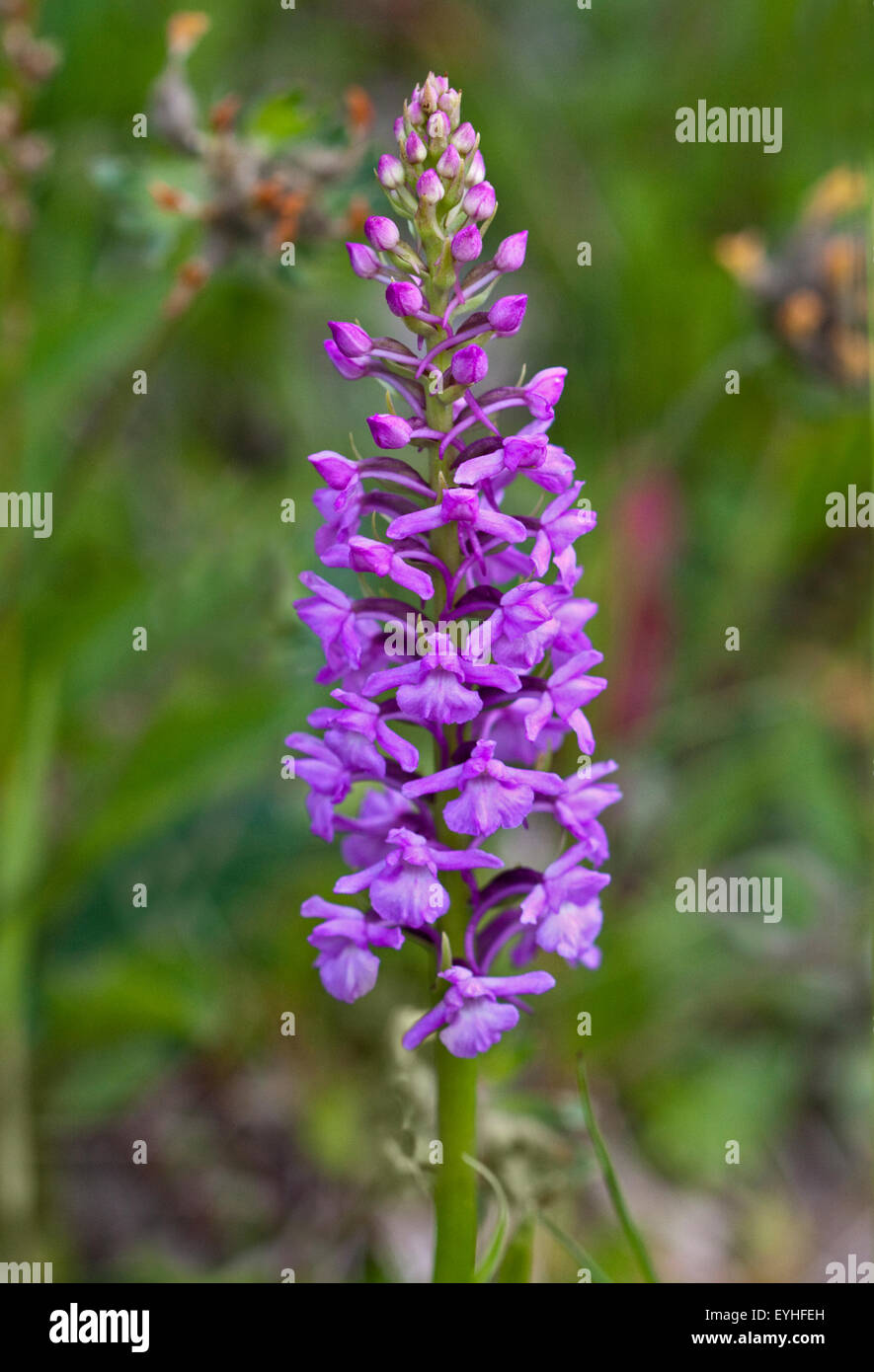 Fragrant Orchid (gymnadenia conopsea) on roadside at Giau Pass, Dolomites, Italy Stock Photo