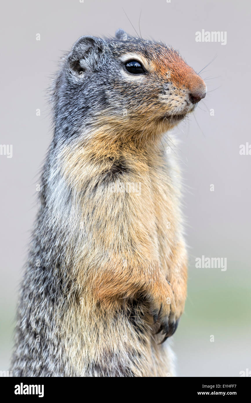 Columbian Ground Squirrel Stock Photo - Alamy