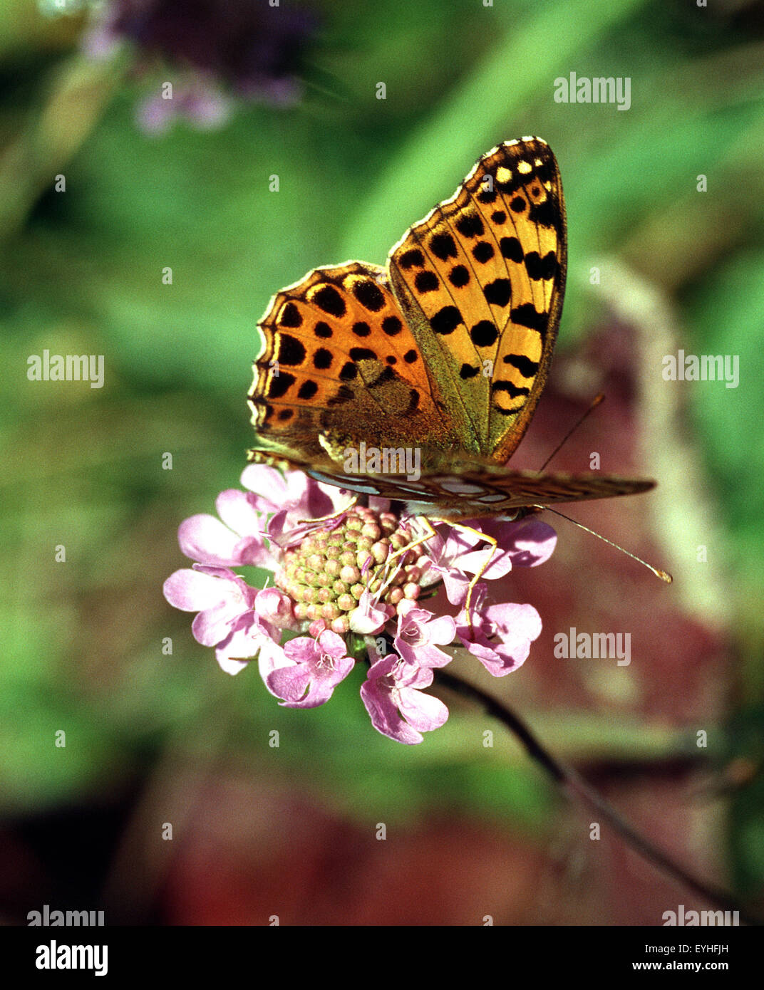 Veilchen-Perlmutterfalter, Clossiana euphrosyne, Schmetterling Stock Photo