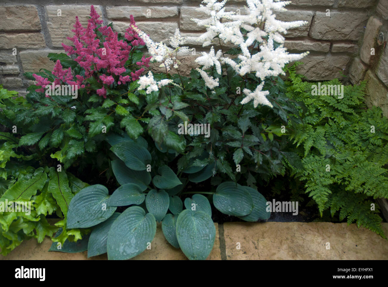 Bog garden, flowers and plants growing in a damp dark corner of a back