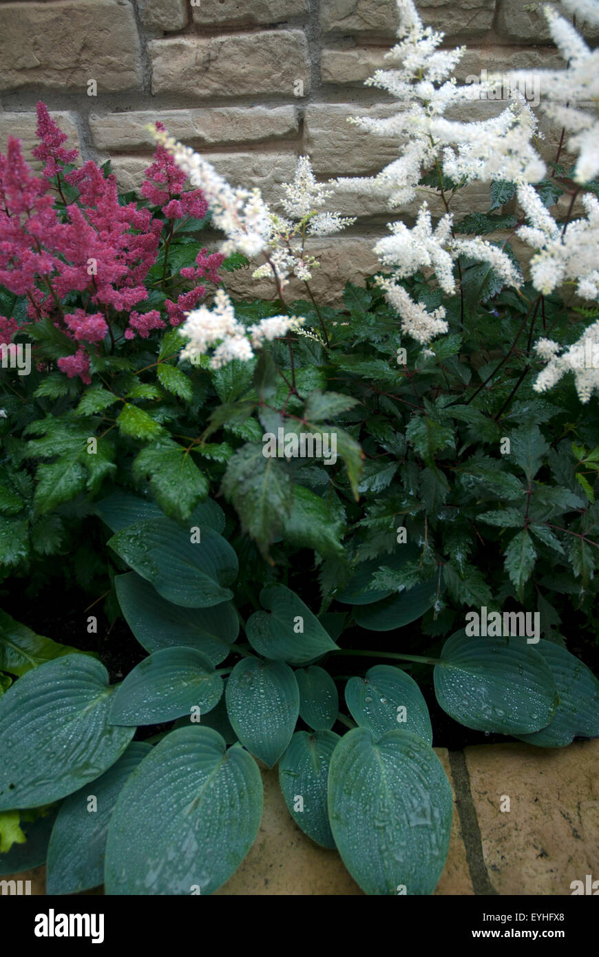 Bog garden, flowers and plants growing in a damp dark corner of a back