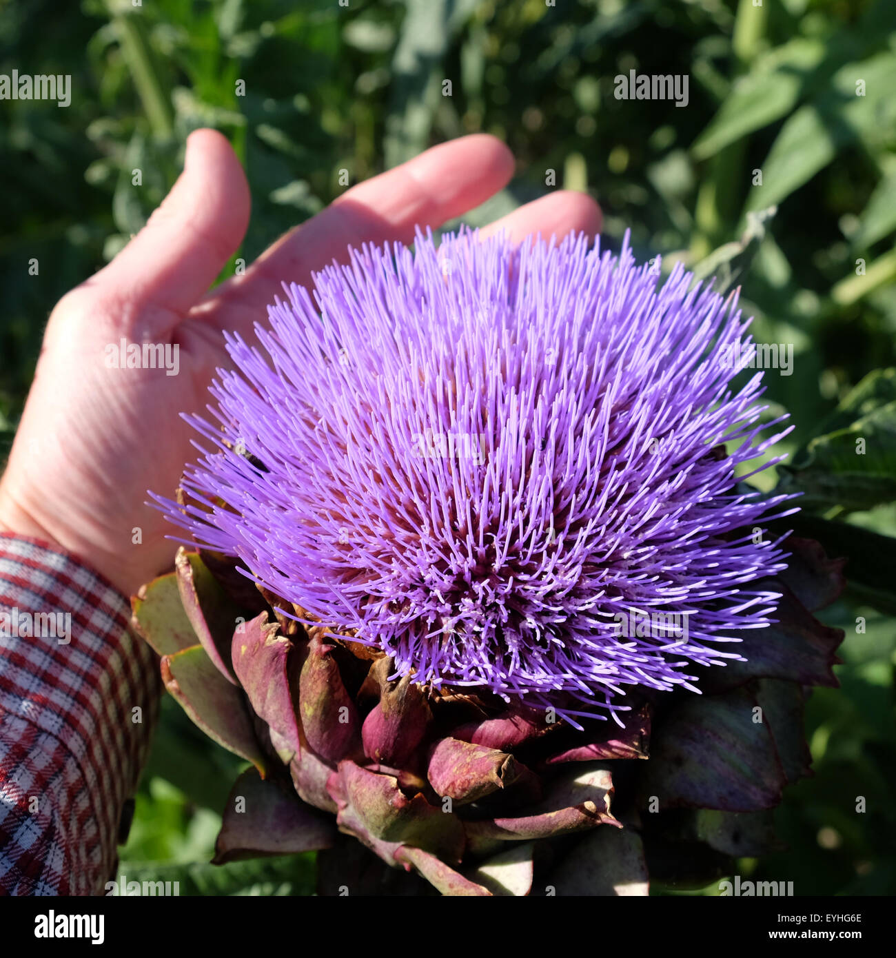 Cardoon flower the large purple flower head with hand for scale  - plant also known as the Artichoke Thistle - July August UK Stock Photo