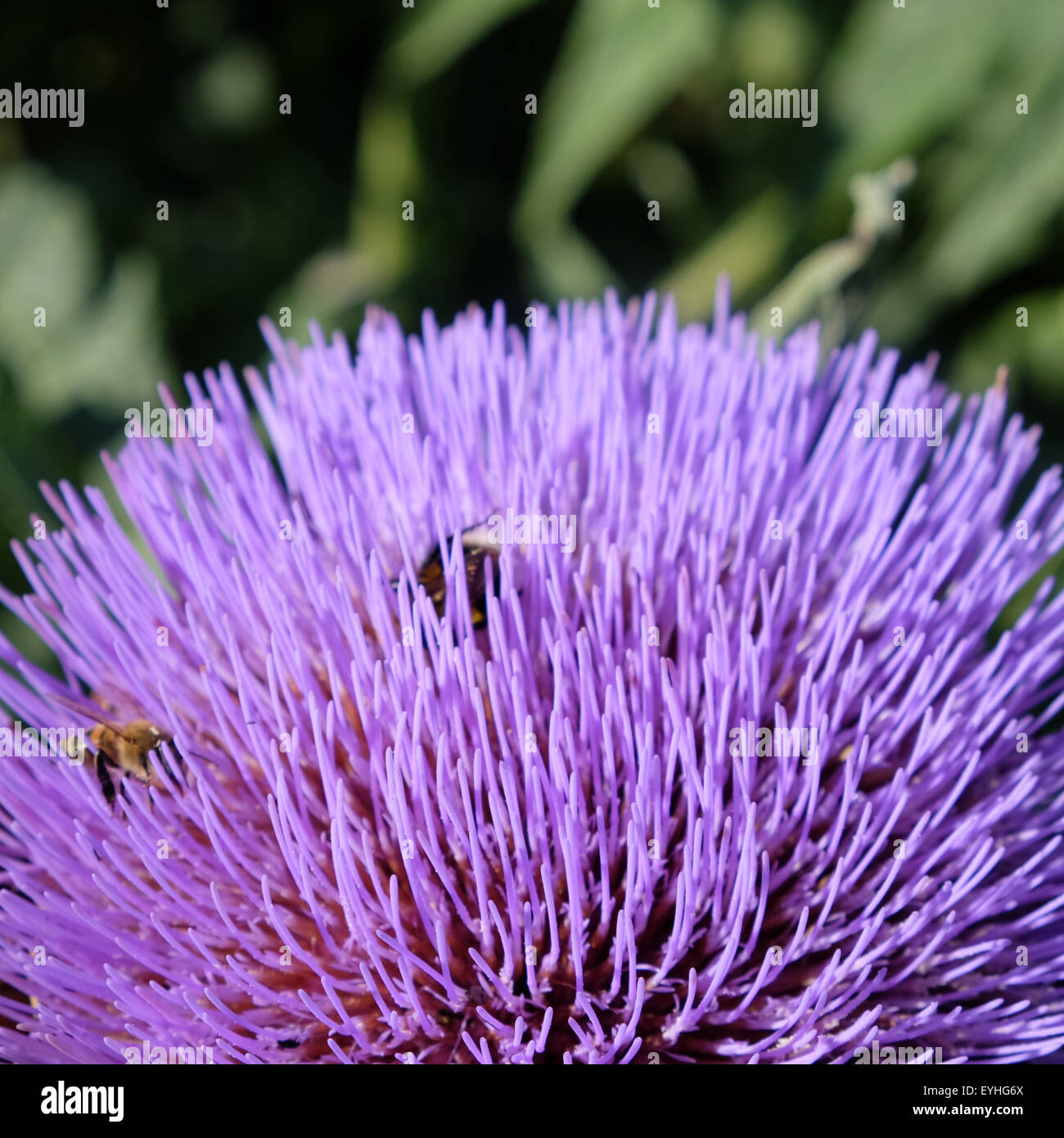 Purple thistle like flower hires stock photography and images Alamy