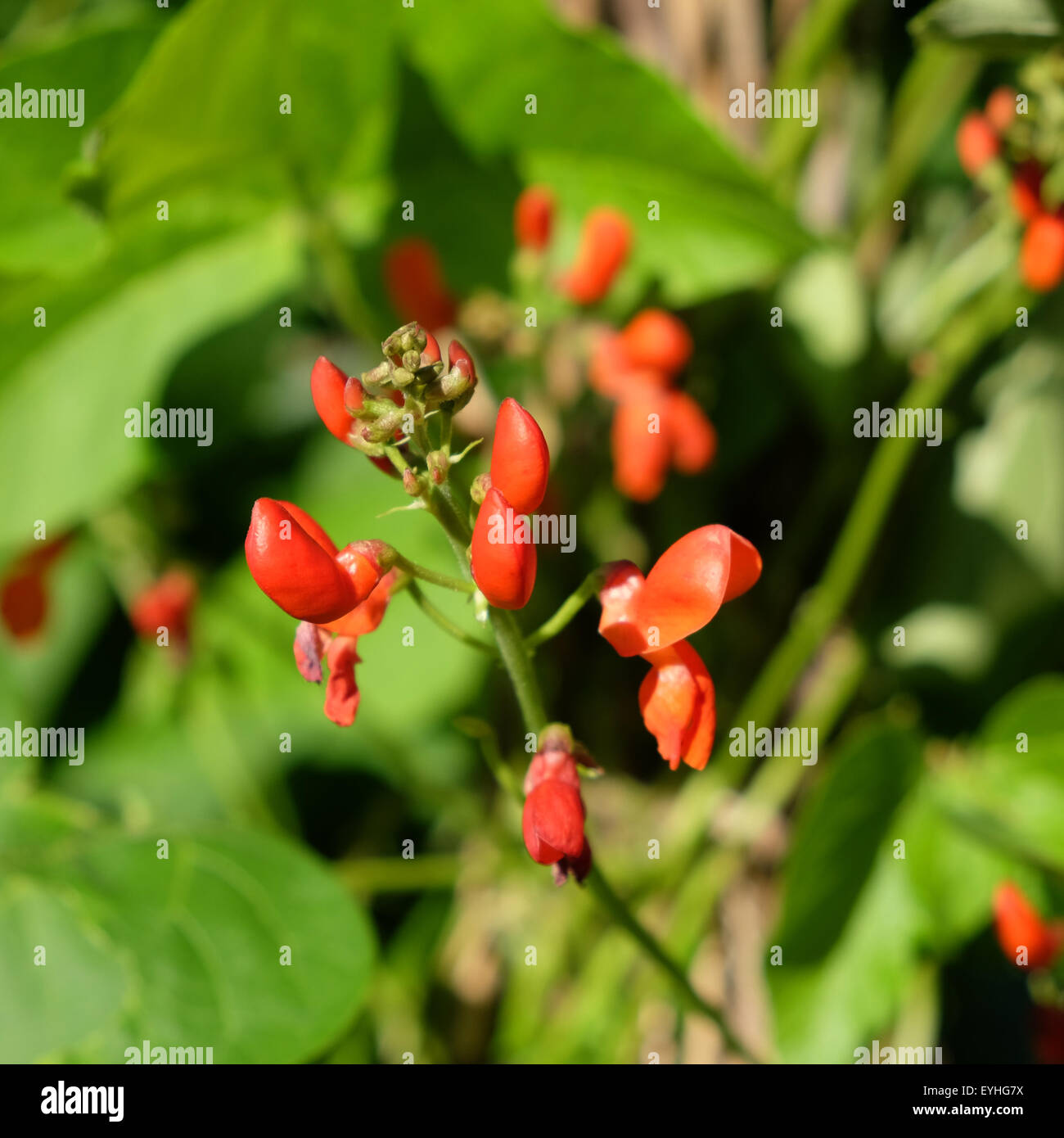 Runner Beans scarlet flowers in July Stock Photo