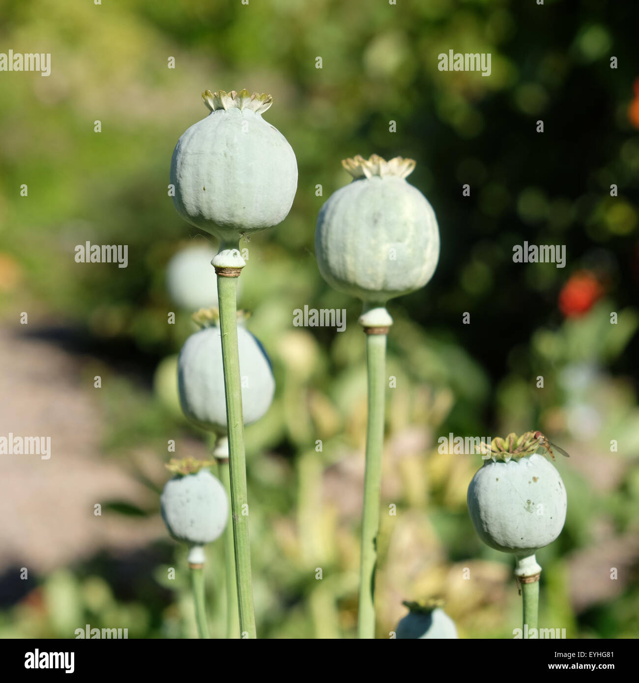 Poppy seed heads hires stock photography and images Alamy