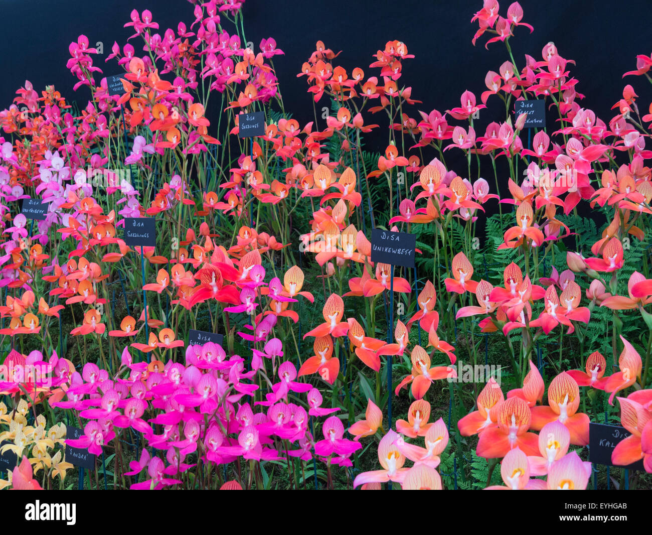 Display of different coloured Disa Orchids RHS Cheshire Flower Show Tatton Park England Stock Photo