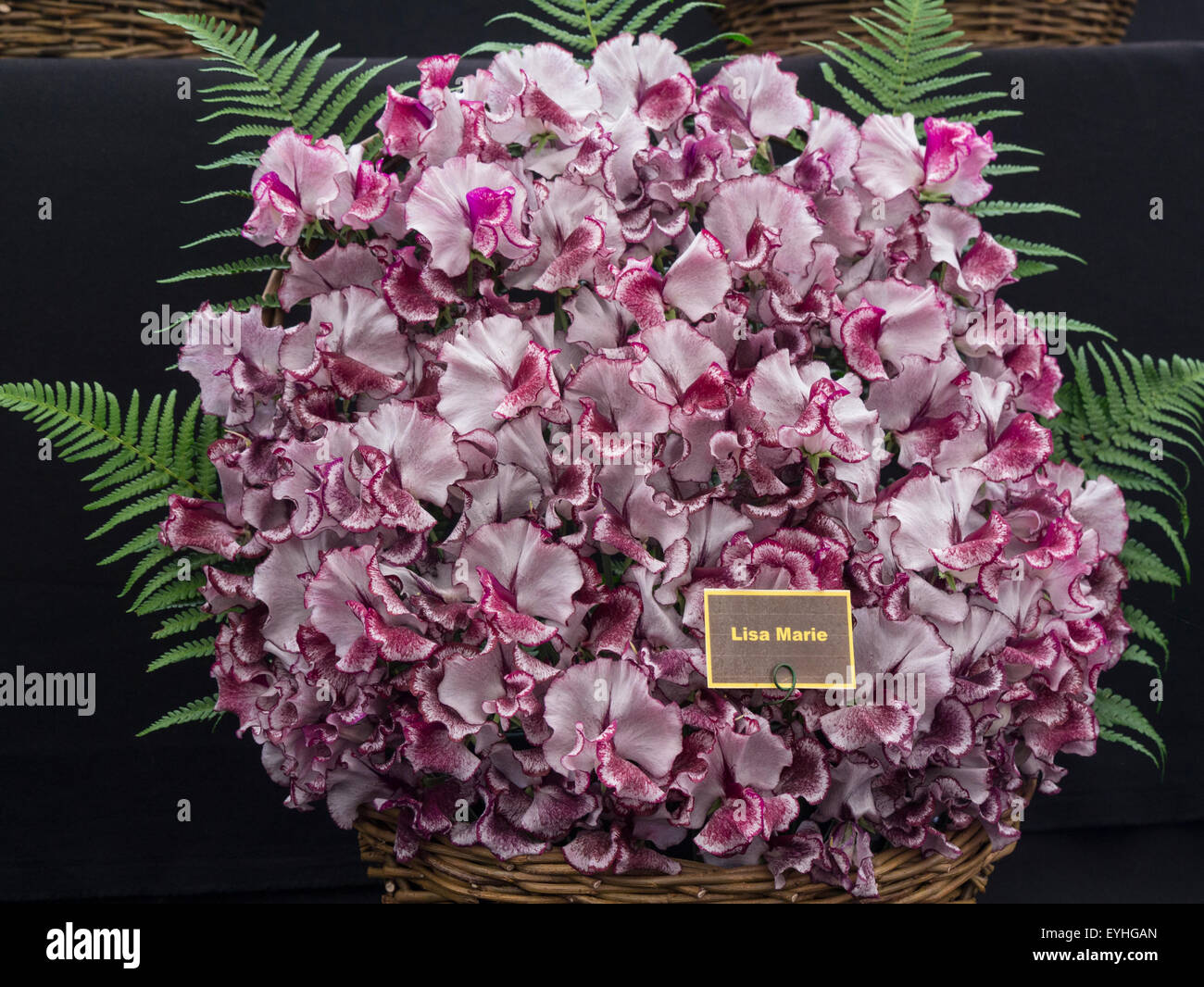 Display of white coloured sweet peas pink edges  Lathyrus odoratus RHS Cheshire Flower Show Tatton Park England Stock Photo