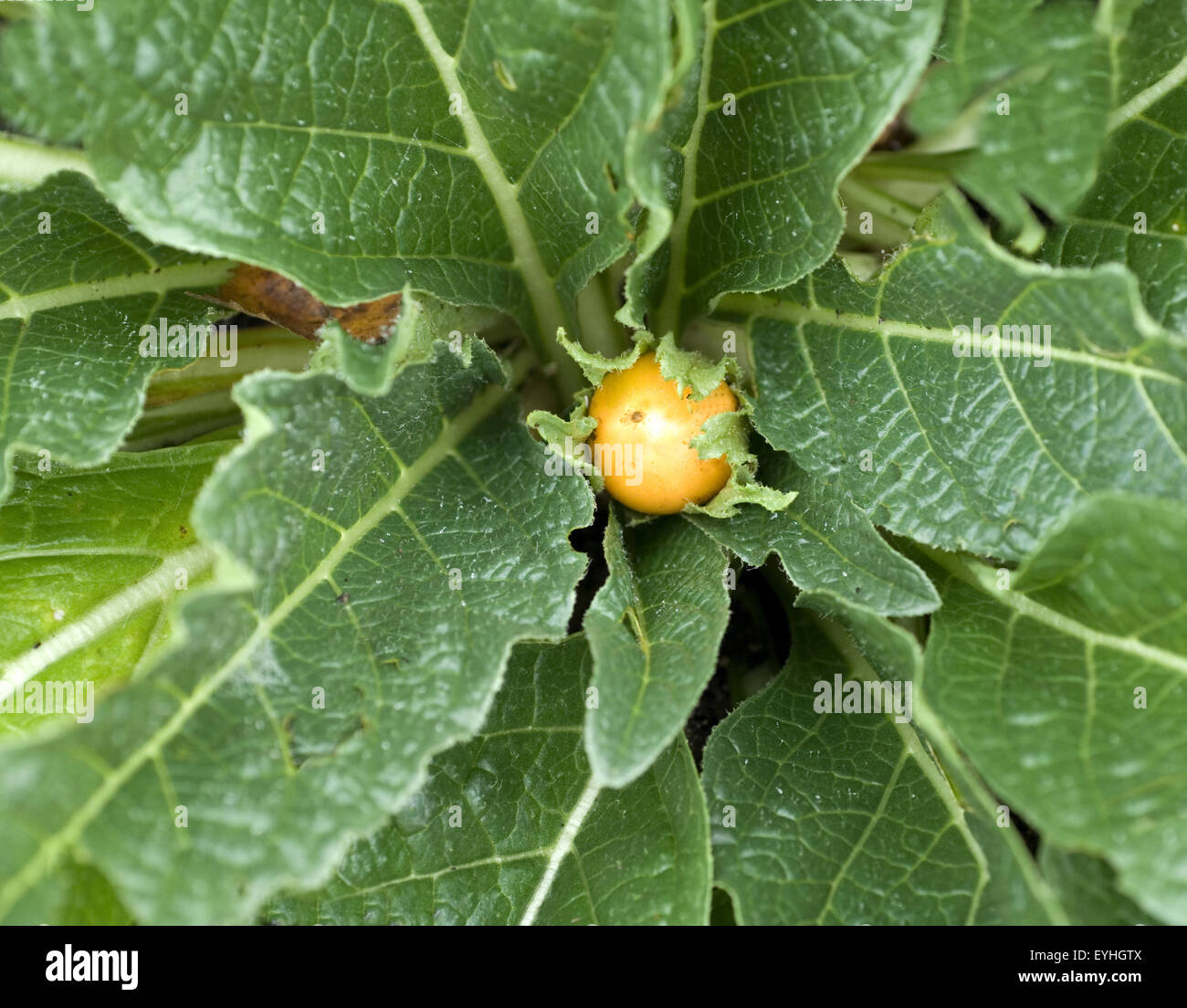 Alraune; Mandragora officinarum, Stock Photo