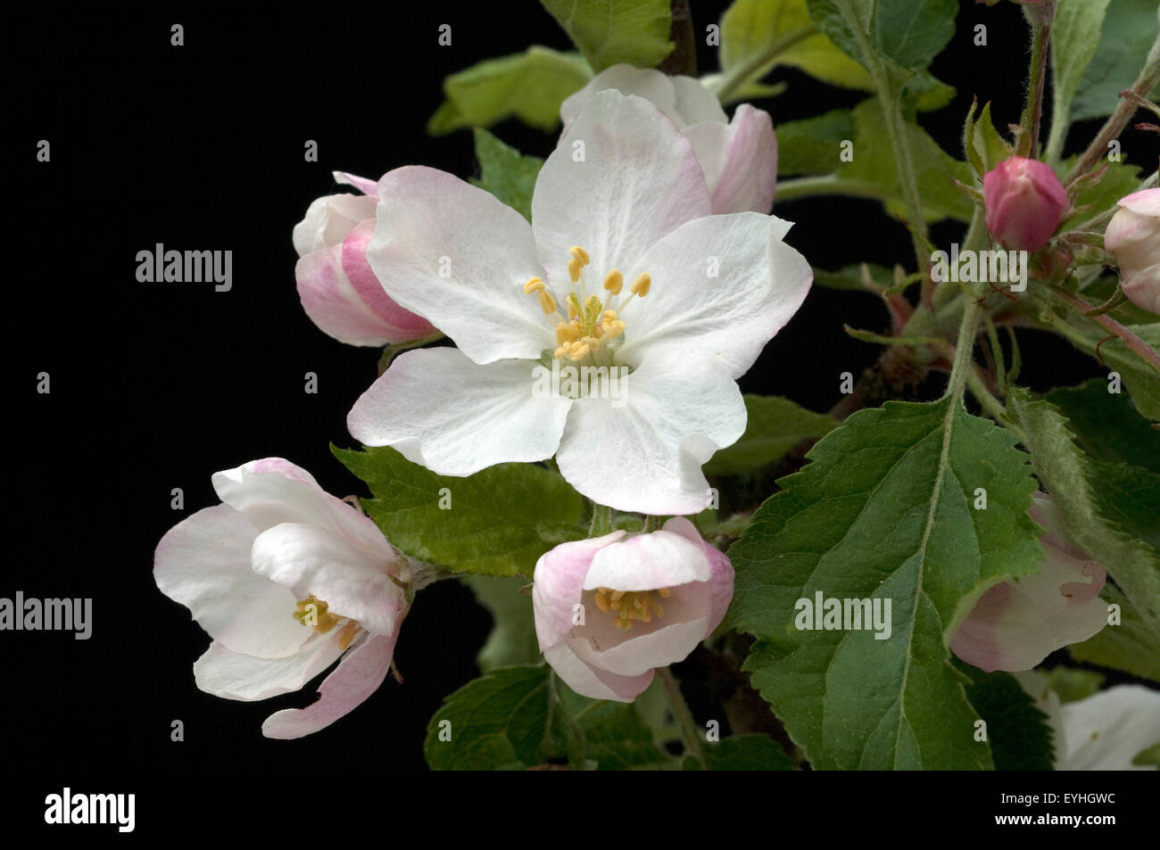 Apfelbluete; Apfelblueten; Malus, Apfelbaumblueten, Stock Photo