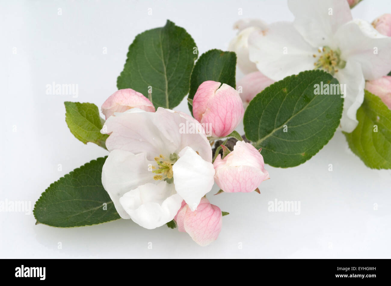 Apfelbluete; Apfelblueten; Malus, Apfelbaumblueten, Stock Photo