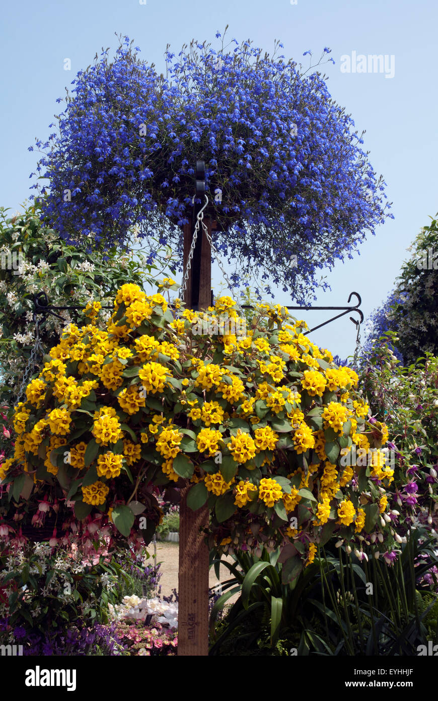 Floral display of blue and yellow summer flowers, west London garden