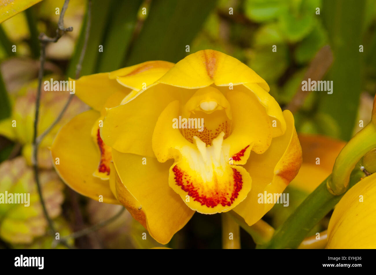Cymbidium Sunny Yellow Orchid in Cuenca, Ecuador Stock Photo