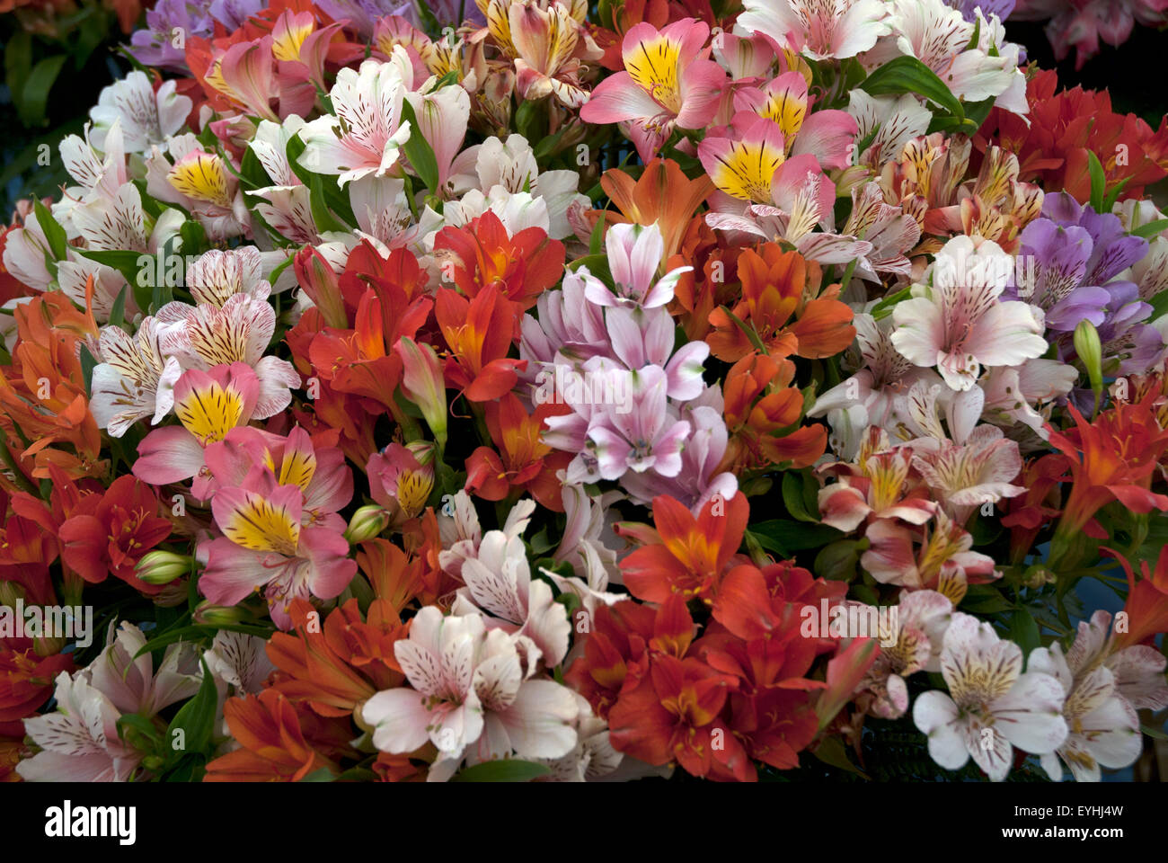Multi-coloured flowers of the Alstroemeria or Peruvian lily or lily of the Incas in a west London garden, England UK Stock Photo