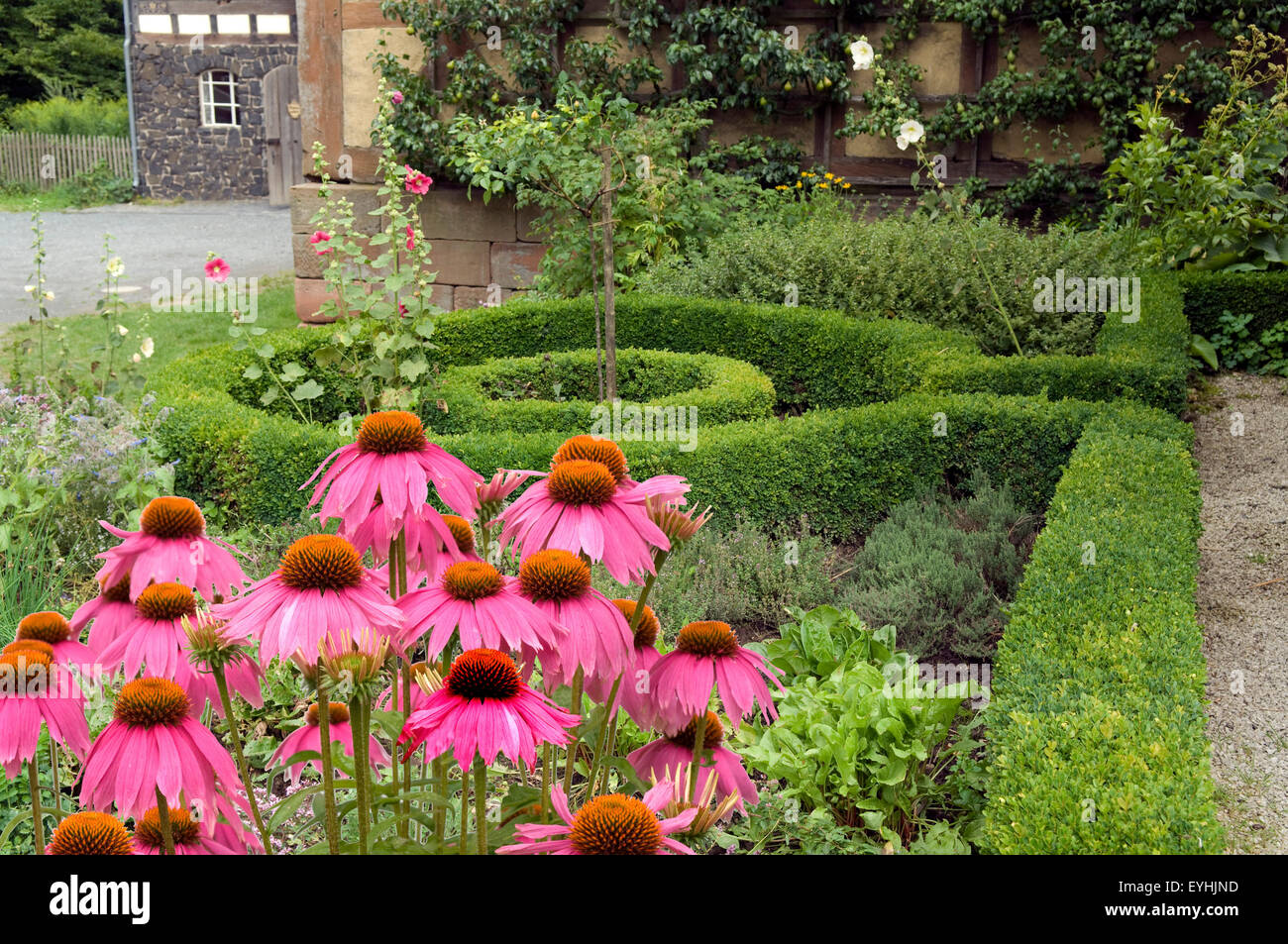 Bauerngarten; Roter, Sonnenhut, Garten; Stock Photo