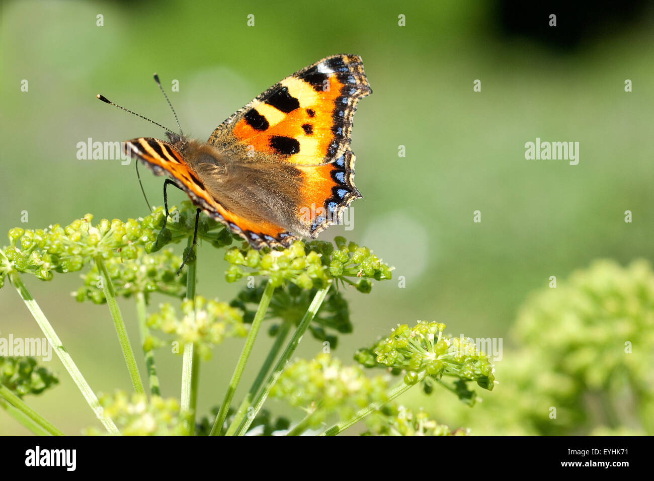 Kleiner; Fuchs; Aglais; urticae; Schmetterling; Engelwurz Stock Photo