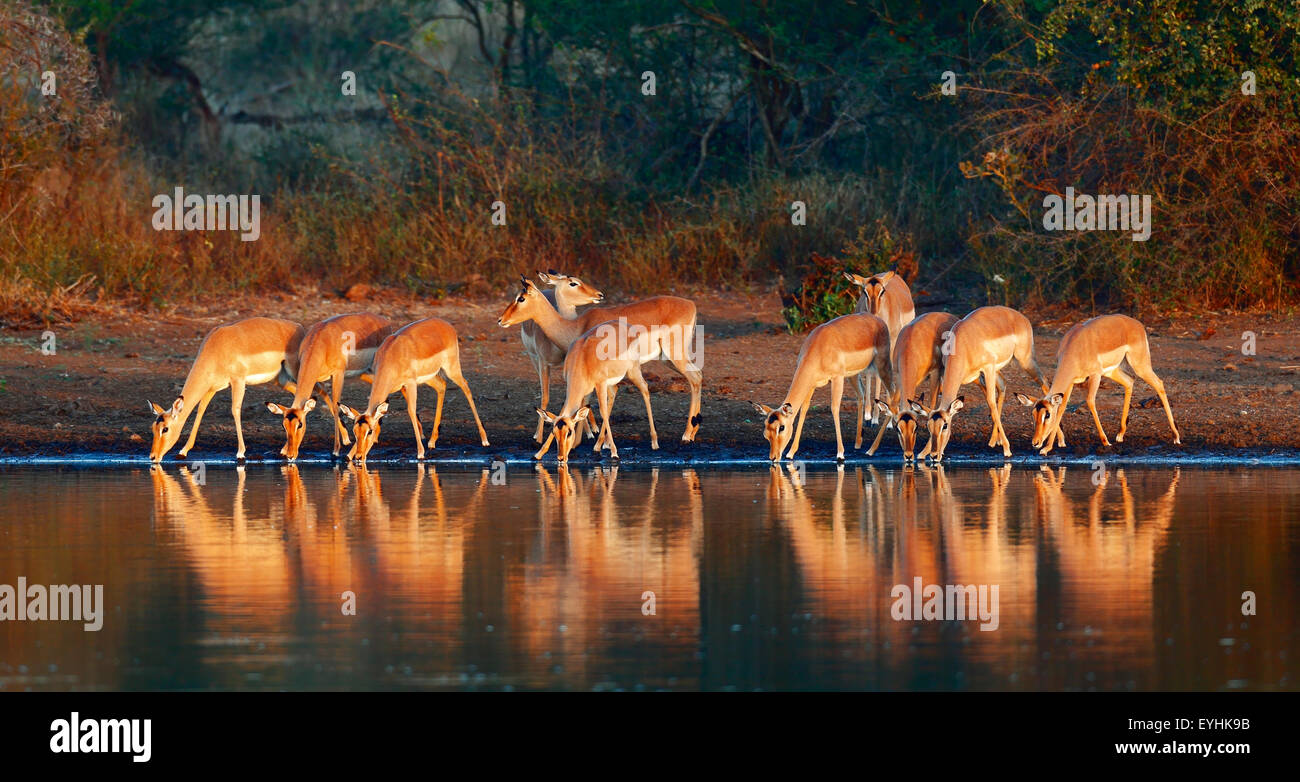 Impala herd (Aepyceros melampus) drinking water - Kruger National park (South Africa) Stock Photo