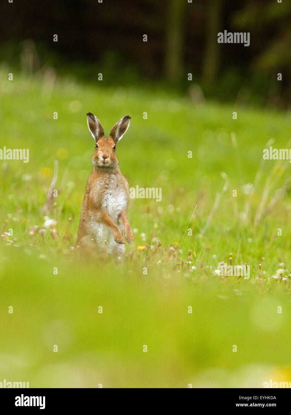 Mountain Hares,Ireland Stock Photo